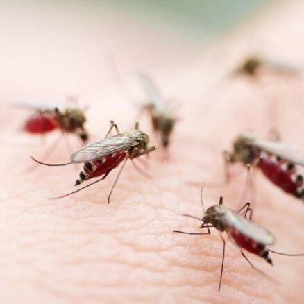 Комары атакуют: как уменьшить зуд и распознать аллергию