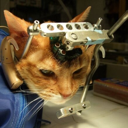 Publiskoti šokējoši foto no eksperimentiem ar kaķiem