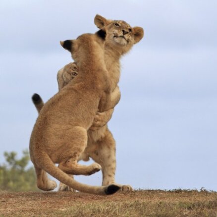 Foto: Divi lauvu bērniņi danco uz nebēdu
