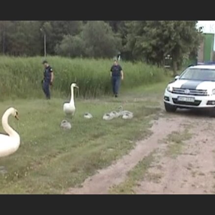Video: policija Liepājā rāda ceļu gulbju ģimenei