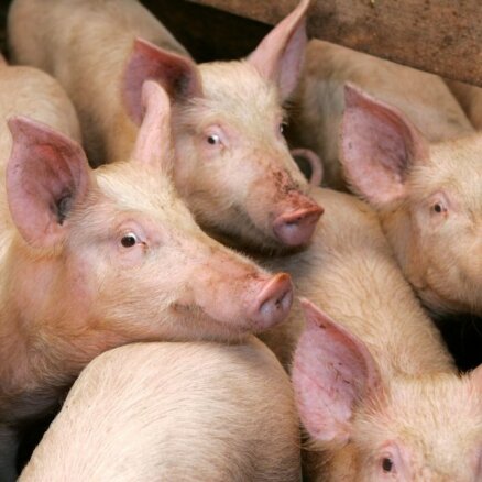 'Baltic Pork' biodrošības stiprināšanā plāno ieguldīt vairāk nekā 100 000 eiro