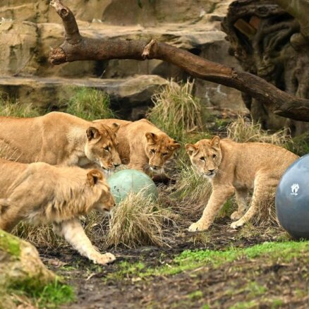 No zoodārza voljēra Sidnejā uz mirkli izbēgušas piecas lauvas