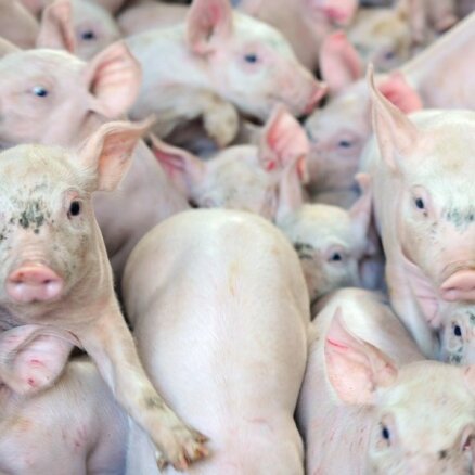 На кримулдской свиноферме Rukas ликвидировано все поголовье свиней