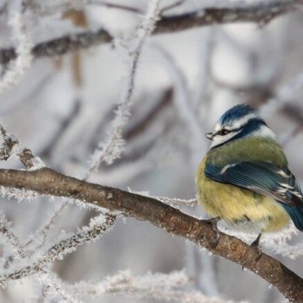 Video: Barojam putniņus ziemā