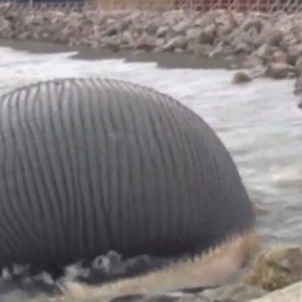 Video: Kanādā draud uzsprāgt beigts valis
