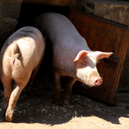 Госконтроль: некоторые свиноводы нажились на компенсациях за ликвидированных свиней