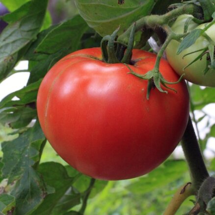 Audzētāju tops: izturīgākās lauku tomātu un gardākās gurķu šķirnes