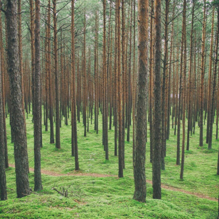 Noticis lielākais darījums ar meža zemēm Latvijā