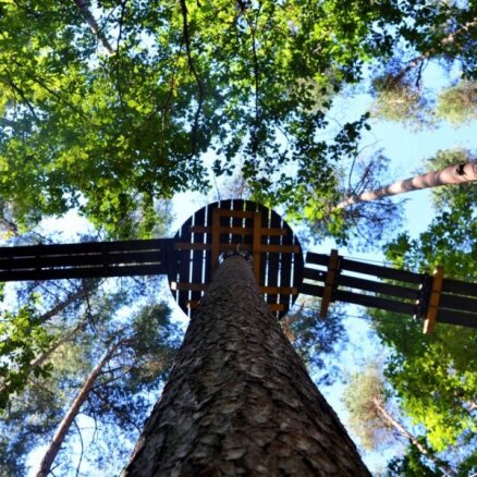 Pastaiga 8 metrus virs zemes - Valmierā atklāta piedzīvojumu taka kokos