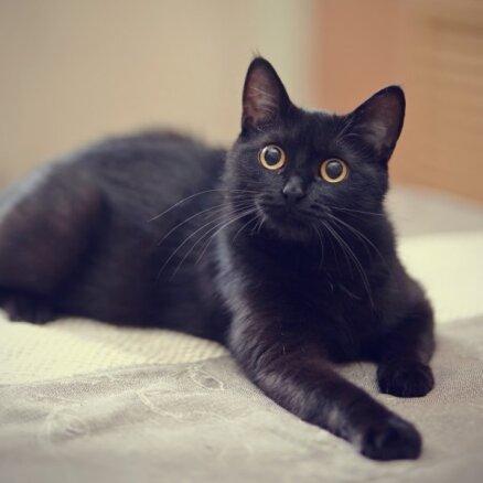 Grūti atrast mājas un citi interesanti fakti par melniem kaķiem