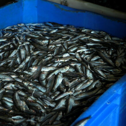 Рыбаки продают излишки улова в Белоруссию и будут производить рыбную муку
