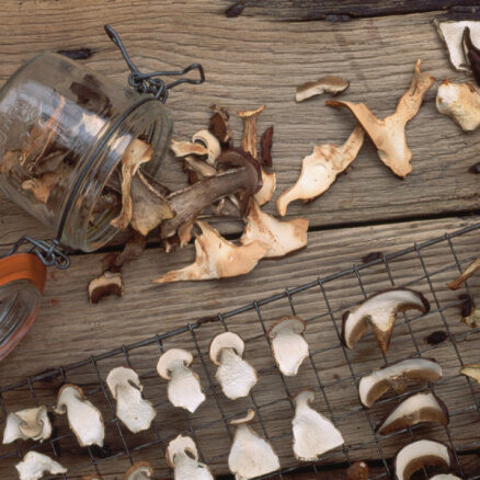 Как сушить белые грибы: лучший рецепт