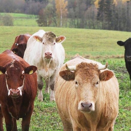 Piensaimniecības nozare krīzes priekšā: lai uzturētu govis, izzāģē mežu