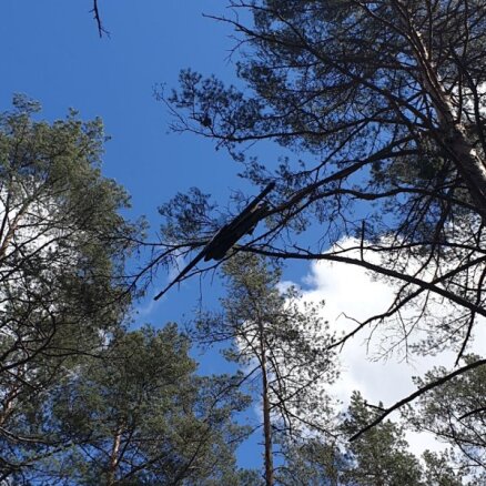 'Aizmukušais' drons atrasts mežā Garkalnes novadā