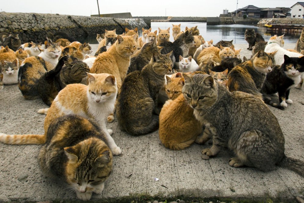 Kaķu armija iekaro nomaļu salu, atstājot iedzīvotājus mazākumā