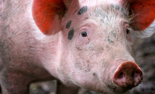 Lauberes cūku komplekss – no vienas puses nesmird...