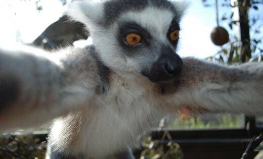 Londonas zoo lemurs uzņem jauku selfiju