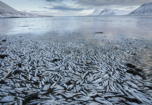 http://g3.delphi.lv/images/pix/520x360/10a7c5/iceland-fish-deaths-43038890.jpg