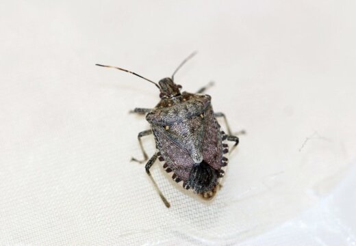 http://g3.delphi.lv/images/pix/520x360/b09d1626/stink-bug-45205086.jpg