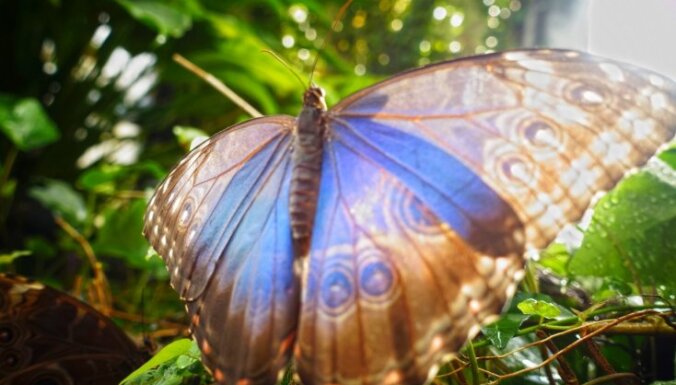 LU Botāniskā dārza Tropu tauriņu mājā sāksies 'Zilo morfīdu trakums'