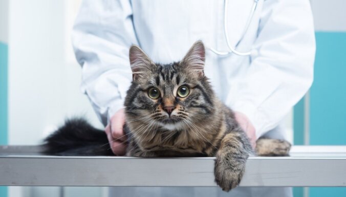 Pieci jautājumi par kaķi, uz kuriem veterinārārsts nespēj atbildēt