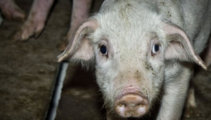 У литовских свиней обнаружена африканская чума