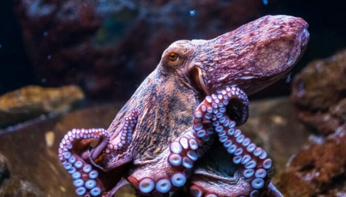 'Jūras hameleoni' ar trim sirdīm. Mazzināmi fakti par astoņkājiem