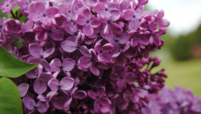 Turpmāk Karaliskajā dārzā Londonā ziedēs septiņas Latvijā selekcionētas ceriņu šķirnes