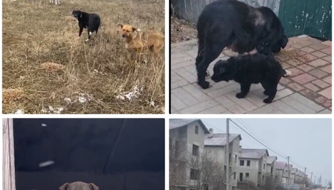 Dzīvnieku patversme 'Mežavairogi' lūdz palīdzēt Ukrainā palikušajiem dzīvniekiem