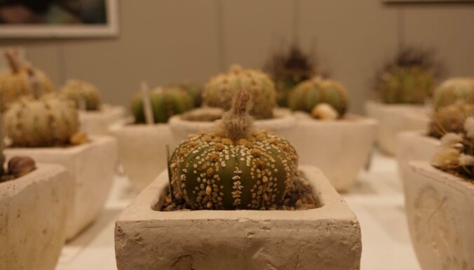 ФОТО. В Латвийском музее природы проходит выставка кактусов и суккулентов