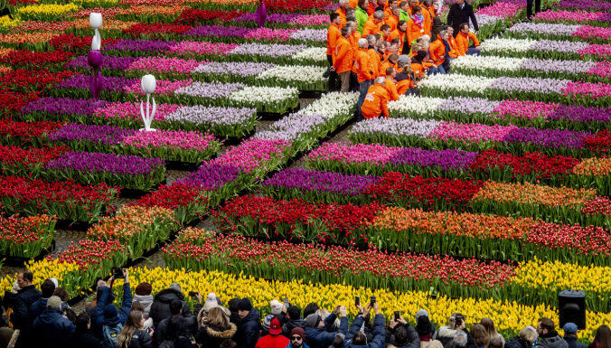 Nīderlandē tulpju sezona atklāta ar tūkstošiem ziedu izdalīšanu pie Amsterdamas kanāliem