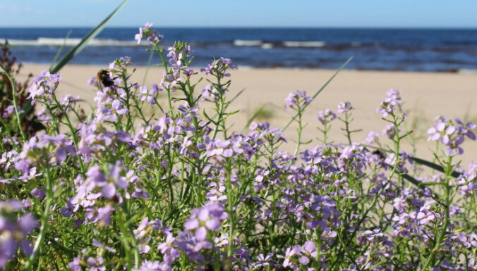 Foto: Vakarbuļļu pludmalē krāšņi zied matiolām līdzīgas puķes
