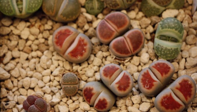 Foto: LU Botāniskajā dārzā aplūkojami eksotiski dzīvie akmeņi un sukulenti