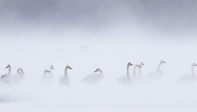 Фотограф снял замечательные кадры: лебеди среди сугробов
