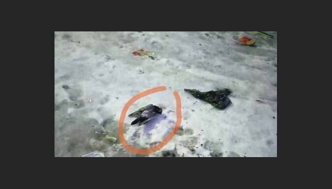 ФОТО: В Карелии пожелтел снег, а птицы гибнут прямо на лету