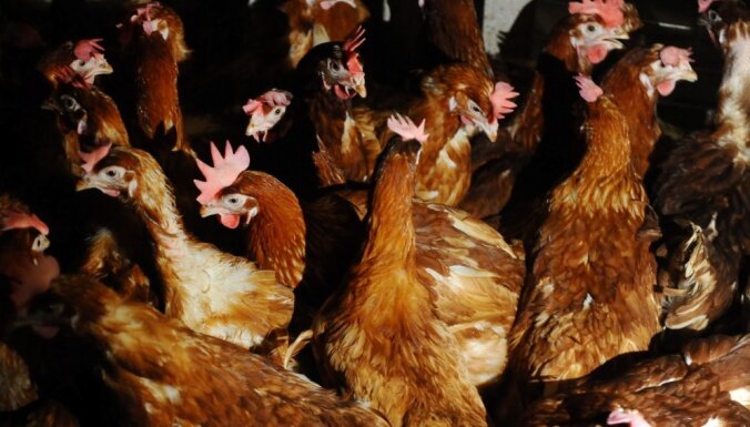 Putnu saimniecībā Nīcas novadā konstatēts salmonelozes uzliesmojums