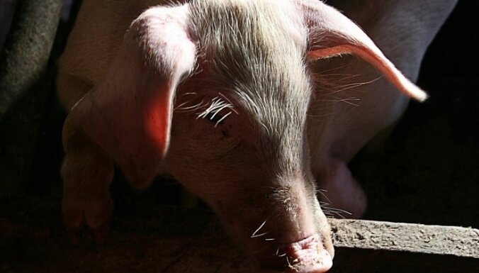 Новая европейская директива поднимет стоимость свинины