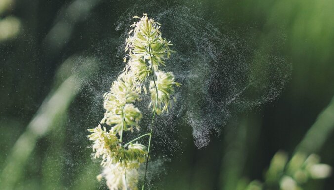 Зацвели растения — начался насморк: как себе помочь в случае аллергии?