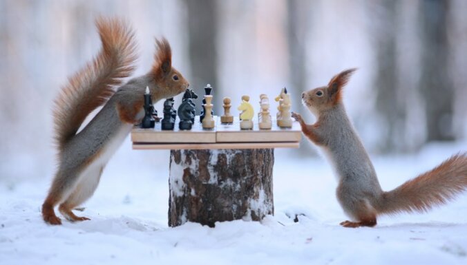 Foto: Spriganas vāveres kopā ar putniem ziemā uzspēlē šahu