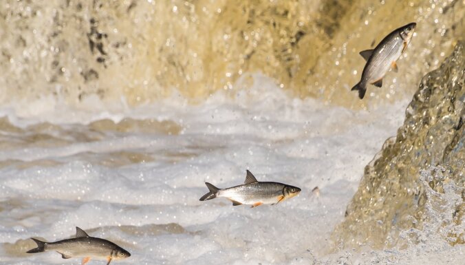 ВИДЕО. В Кулдиге рыбец продолжает прыгать через водопад