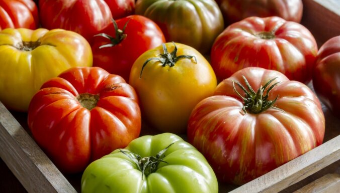 Pārbaudīti triki, kā nogatavināt slinkus tomātus