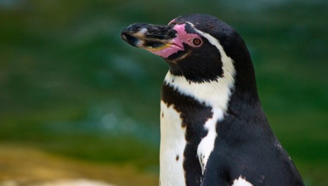 Пчелы до смерти закусали редких пингвинов в Африке