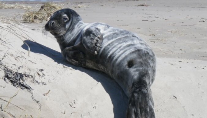 На Вентспилсском побережье замечен первый в этом сезоне тюлененок