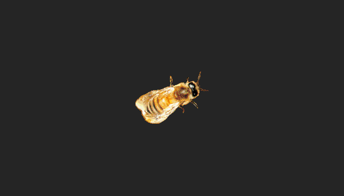 Пчелка-киллер