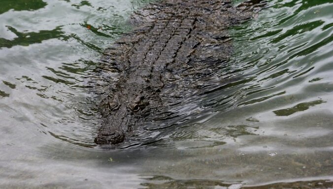 Австралийка посадила самолет и переплыла реку с крокодилами