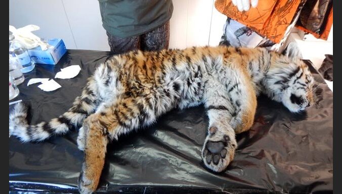 Россия: В Приморье нашли второго за месяц истощенного тигренка