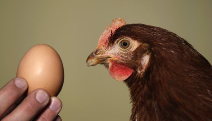 Ассоциация: из-за птичьего гриппа рынок Латвии может оказаться перенасыщен польскими яйцами и курятиной