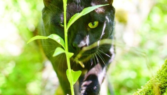 Mazā pantera Siriuss Bleks – piķa melns kaķis, kas nesmādē dubļus