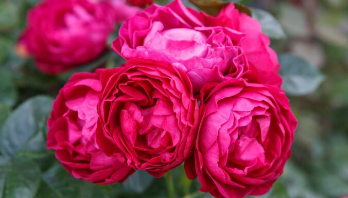 Рекомендуют производители: Топ-5 самых выносливых и проверенных сортов роз