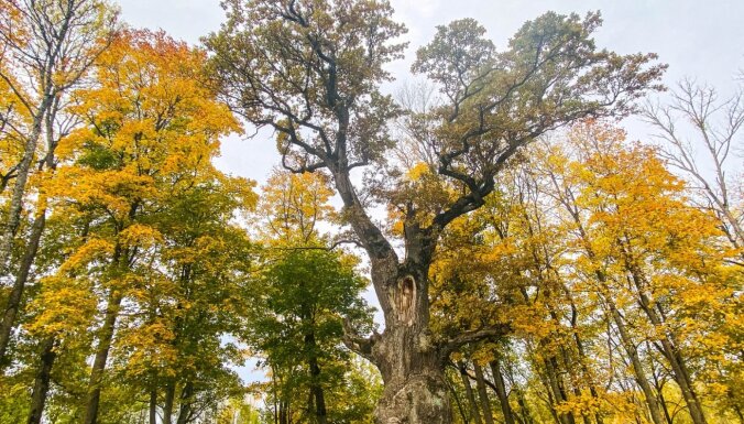 ФОТО. Могучий сейский дуб – один из самых больших и самых старых дубов в Латвии